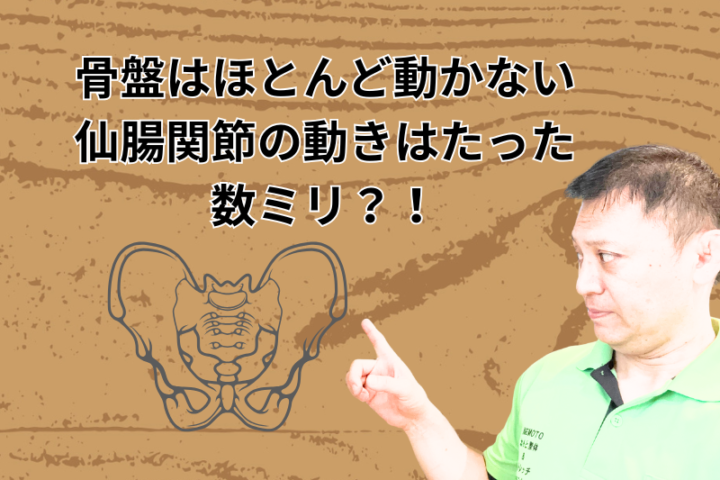 骨盤はほとんど動かない!仙腸関節の動きはたった数ミリ