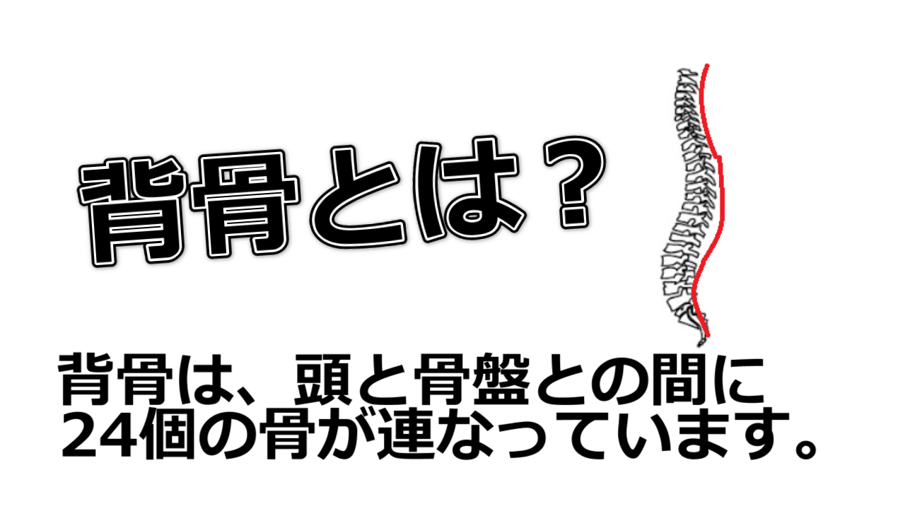 背骨は頭と骨盤との間に24個の骨が連なっています