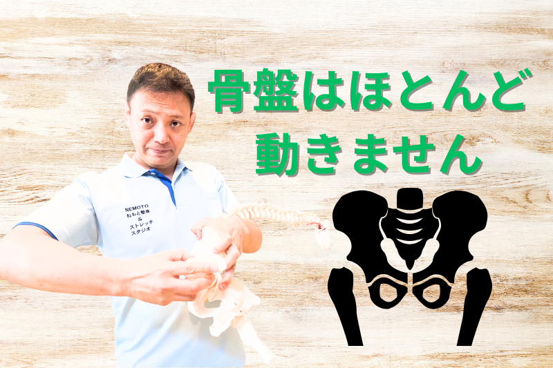 骨盤　動く？動かない？　答えは！