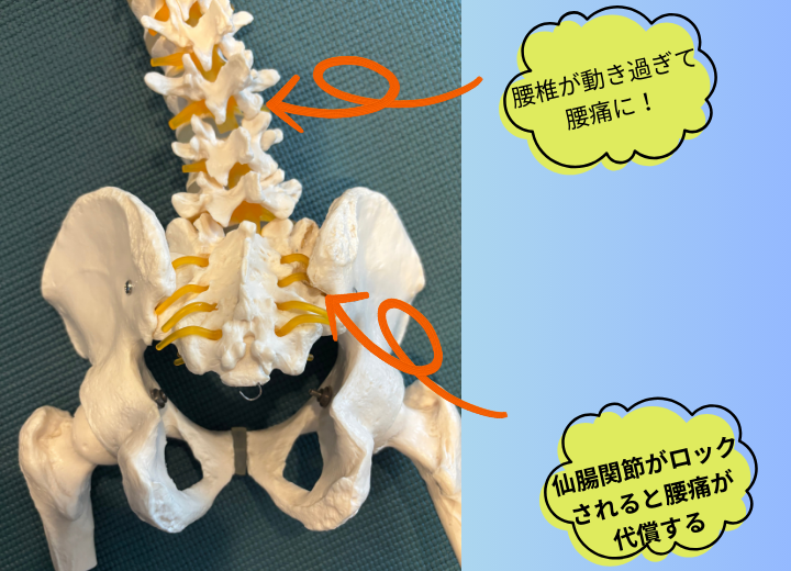 ぎっくり腰・坐骨神経痛も骨盤が影響