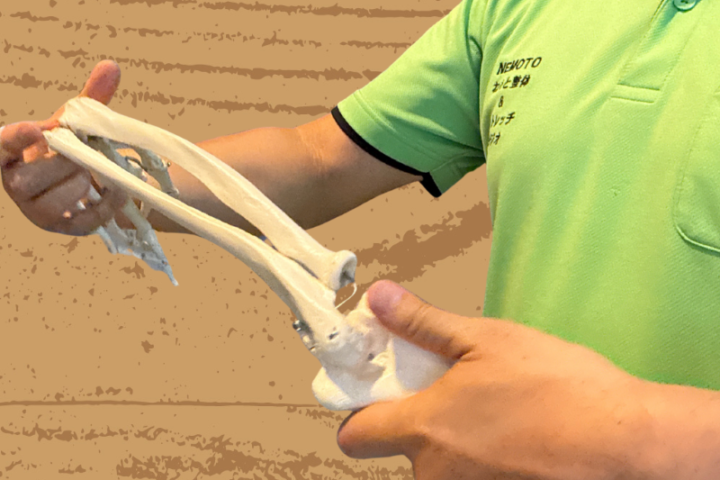緑色のユニフォームを着た登戸のねもと整体&ストレッチスタジオ根本院長が白い手首・前腕の骨格模型を持ち、手関節の解剖学的構造と動きを説明している専門指導の様子