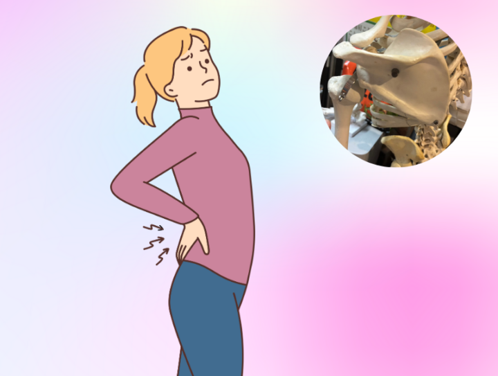 腰痛に悩む女性のイラストと骨格模型の写真。腰の不調や整体サポートをイメージ