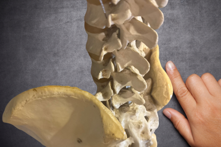 腰椎と骨盤の接合部を指し示す骨格模型写真｜腰痛の原因解説