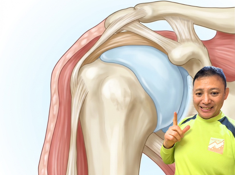 肩のイラストで解説