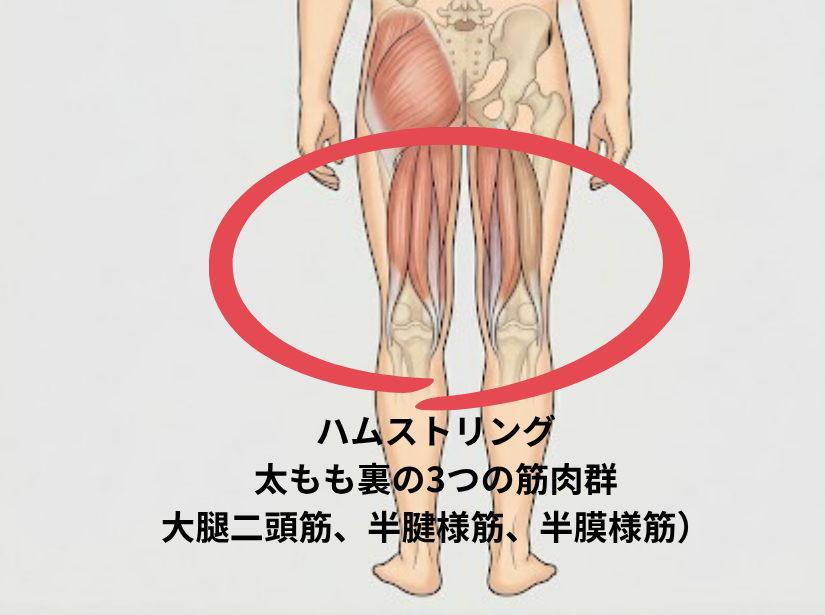 ハムストリング 太もも裏の3つの筋肉群 大腿二頭筋、半腱様筋、半膜様筋）