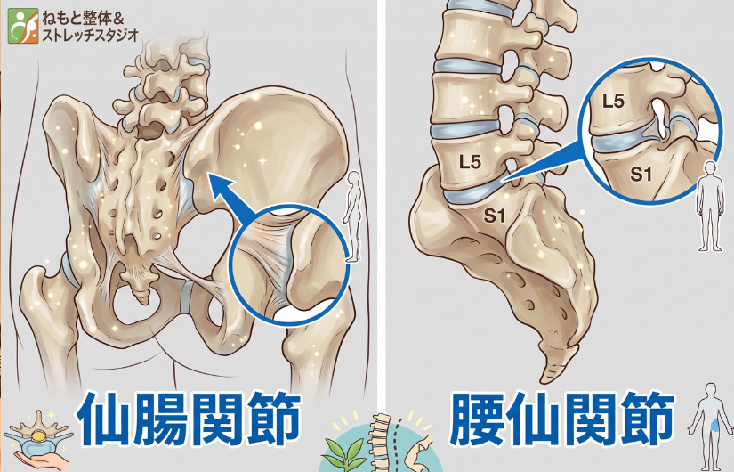 仙腸関節と腰仙関節